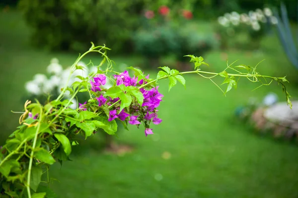 Rosier en fleurs dans le jardin — Photo