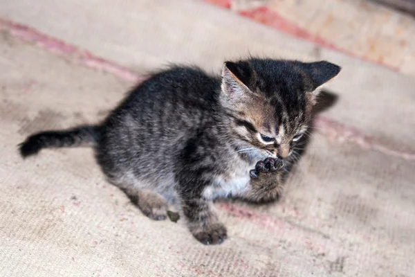 Lilla kattunge slickar sin tass — Stockfoto