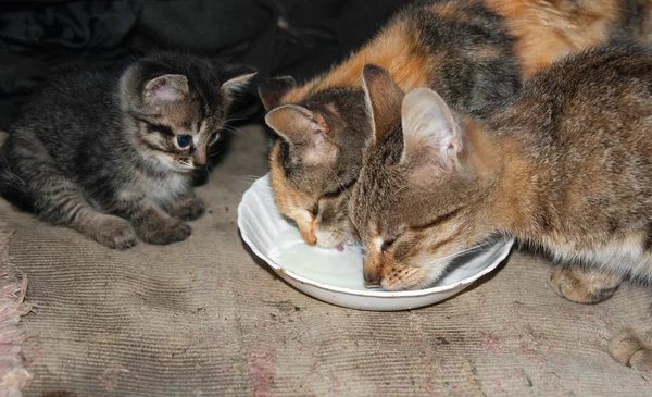 Två katter är bort kattunge mjölk — Stockfoto