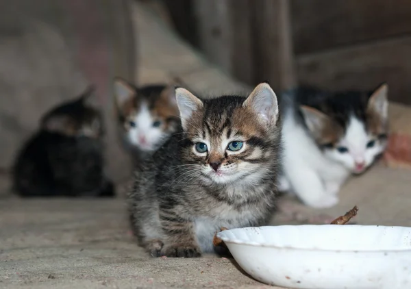 Kattunge sitter bredvid en skål — Stockfoto