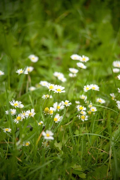 牧草地にカモミール — ストック写真