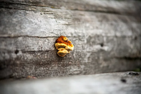 Hongos en un árbol. afilado selectivo — Foto de Stock