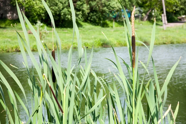 Close up view of a typha plant next to a river — Stock Photo, Image