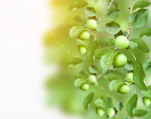 Growing Apples, collage — Stock Photo, Image