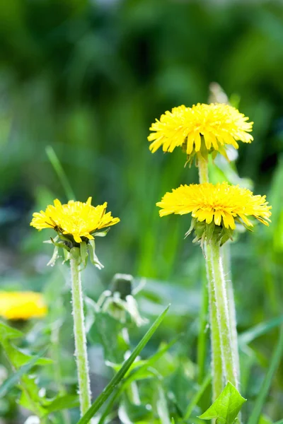 Yellow dandelion flowers with leaves in green grass, spring photo — Stock Photo, Image