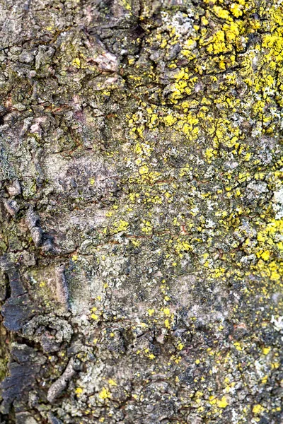 Close up bark of tree texture — Stock Photo, Image