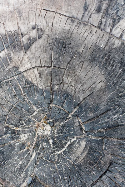 Natural Weathered Grey Tree Stump Cut Texture — Stock Photo, Image