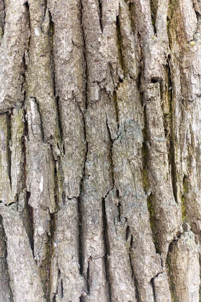 Bark of oak. Seamless Tileable Texture — Stock Photo, Image