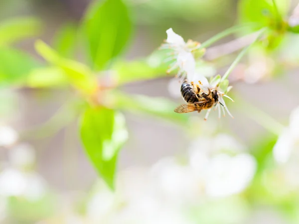 Honey bee enjoying blossoming cherry tree on a lovely spring day — Stock Photo, Image