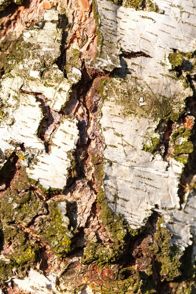 Birch Bark Texture coarse — Stock Photo, Image