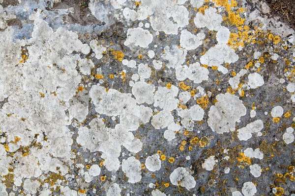 Textura de pedra coberta com molde — Fotografia de Stock