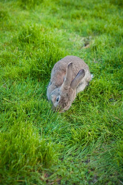 One Rabbit Eats Grass Garden — Stock Photo, Image