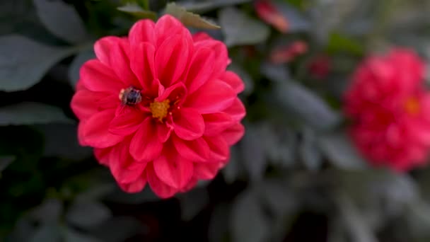 La abeja colecciona polen en la flor roja. Primer plano de la abeja en flor — Vídeos de Stock
