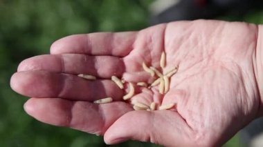 Balık solucanları. Beyaz kurtçuklar insan eli üzerinde hareket ediyor ve sürünüyorlar. Alternatif yaşam formu - sinek larvası yakından