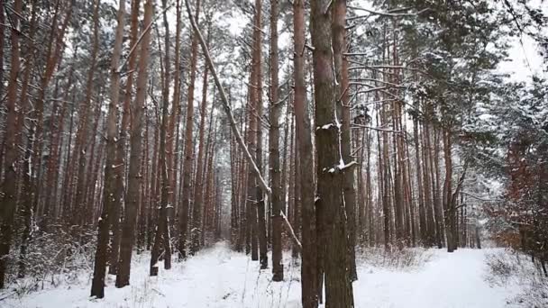 Borový les ve sněhu. Sníh padá mezi skotskými jedlemi. Uvnitř je zimní les se zasněženými stromy. Pohádkový mystický les se sněhem na stromech — Stock video