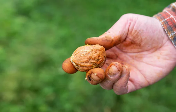 Man Plaid Shirt Holding Young Walnut His Hand Close — Stockfoto