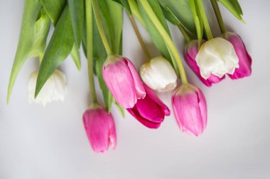 Beyaz arka planda pembe ve beyaz laleleri olan güzel bir bahar çiçeği. İlkbahar, 8 Mart, doğum günü. Kartpostal, bir yazı için yer