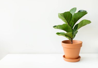 Ev bitkisi Ficus Lyrata beyaz bir masada seramik bir tencerede. Minimalist modern iç mimari