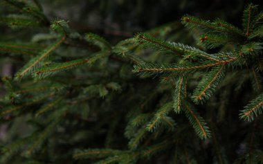 Noel ağacının dallarından arkaplan. Bir yazı için boşluk kopyala