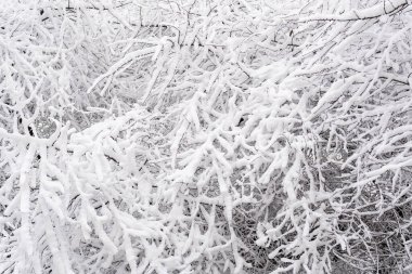 Soğuk bir kış gününde, bir ağacın çıplak dallarında beyaz kar, yakın plan. Doğal arka plan. Seçici botanik arkaplan