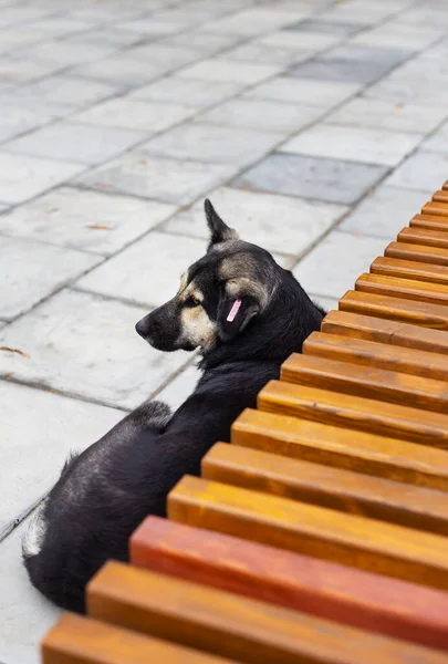 Perro Callejero Yace Acera Cerca Del Banco Duerme Día Verano —  Fotos de Stock