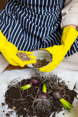Kanalizasyonun genişlediği sarı eldivenli bir kadının ellerini nakletmek bahçe aletleriyle sümbül ampulleri dikmek.