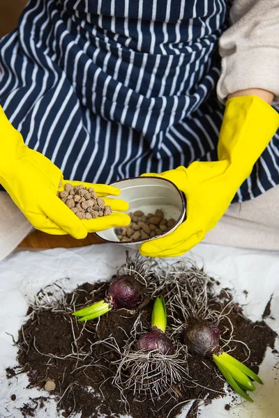 Transplanting Hands Woman Yellow Gloves Which Drainage Expanded Clay Planting — Stock Photo, Image