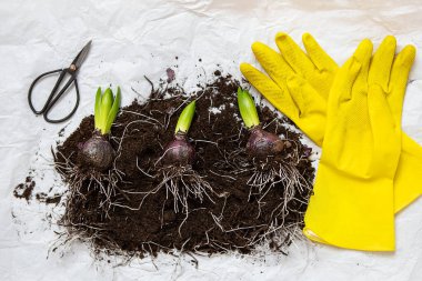 Hyacinth bulbs lie on the ground, transplanted into a pot, yellow gloves and scissors lie nearby. Spring mood. View from above