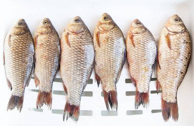 Taze yakalanmış haç balığı beyaz bir tezgahta yatıyor. Kupayı yakala. Yukarıdan görüntüle