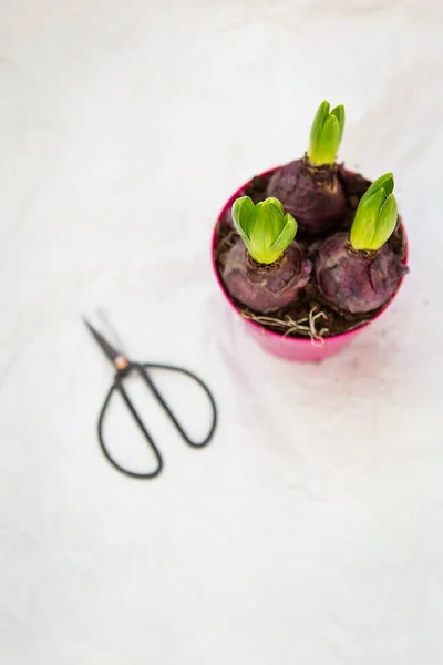Omplantering Hyacint Blomkruka Våren Blommor Med Lökar Kruka Jord Omplanteringsverktyg — Stockfoto