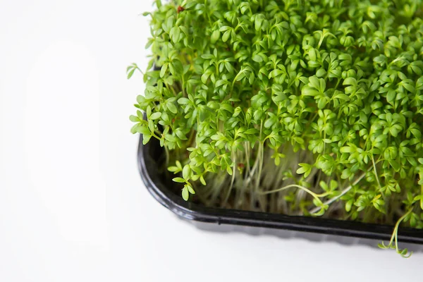 Selective Focus Beautiful Green Microgreen Leaves Germination Microgreen Seeds Home — Stock Photo, Image