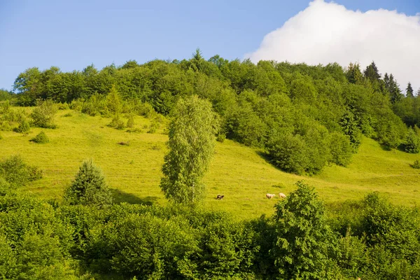 Piękny Letni Krajobraz Carpathian Wsi Owiec Pastwiska — Zdjęcie stockowe