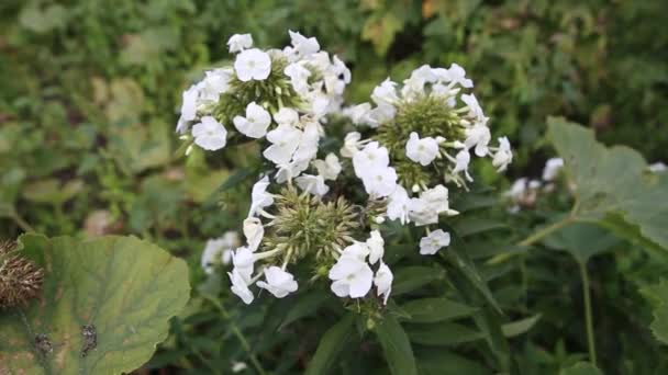 Beautiful summer white phlox flowers growing in the garden, close-up video. An inflorescence of white flowers. Perennial phlox paniculata. — Wideo stockowe