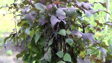 Red kidney bean growing on farm - Phaseolus vulgaris. Bush with bunch of pods of haricot plant ripening in homemade garden. Organic farming, healthy food, Bio viands, back to nature. French beans.