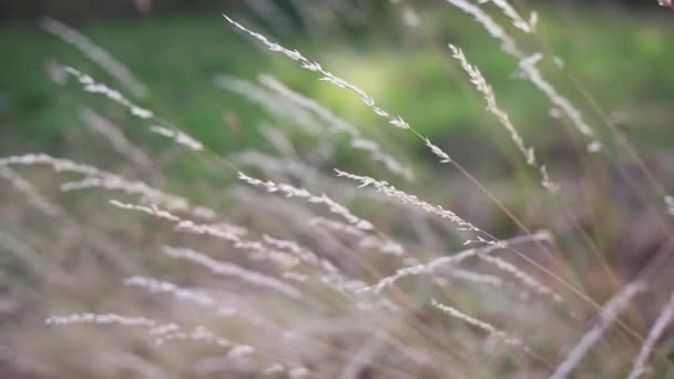 緑の木々の背景を背景に、畑の乾いた草のふわふわの小花。秋の夕日の風による草の道のブレードリラックスした夜の景色美しい風景。雑草のスパイス. — ストック動画