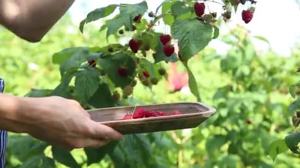 Young girl picking delicious ripe raspberries from the plant and placing them into a wooden bowl. Woman as picks the ripe red berries from a raspberry bush in an outdoor summer garden setting — Video