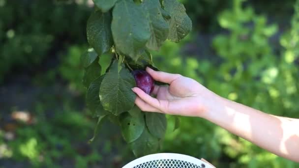 籠の中の木から熟した梅を摘む女性の手のクローズアップ — ストック動画