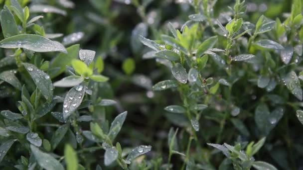Close up and detailed green leaves with dew drops. Twigs and branches of boxwood bush on a sunny day growing on soil on flowerbed covered with water droplets. Green floral background, Floral texture. — Video