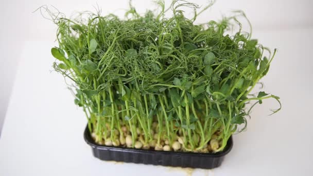 Peas microgreens close-up with fine water drops. Hands touch the leaves and tear off a leaf. The concept of healthy eating, vegan concept. Home gardening. — 비디오