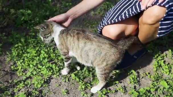 A young girl is stroking a beautiful playful fluffy spotted cat. Female hands caresses adult white gray pet. A kitty rubs against a womans legs on the street in the middle of a sunny summer day — Stockvideo