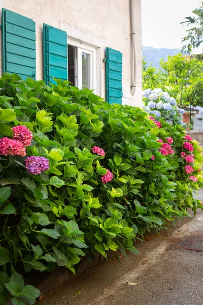 Velmi Krásné Růžové Hortenzie Keře Pozadí Krásného Domu Zelenými Okenicemi — Stock fotografie