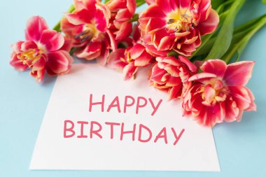 Pastel mavi kağıtlı lalelerin yaratıcı bahar kompozisyonu. Hazır kart, iyi ki doğdun.