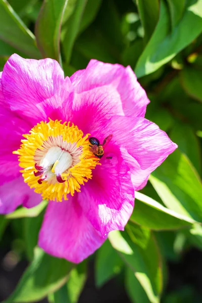 Beautiful Pink Peony Flower Pollinator Wasp Summer Blooming Fragrant Close — Stock Photo, Image