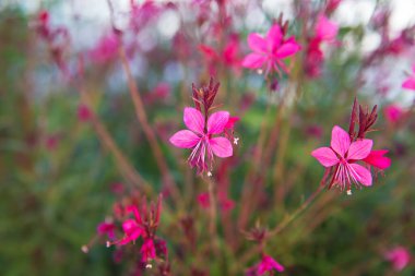 Marmaris 'te Türkiye' de güzel ve büyük bir otel
