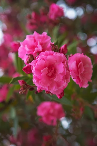 Flores Rosadas Nacionales Que Florecen Turquía — Foto de Stock