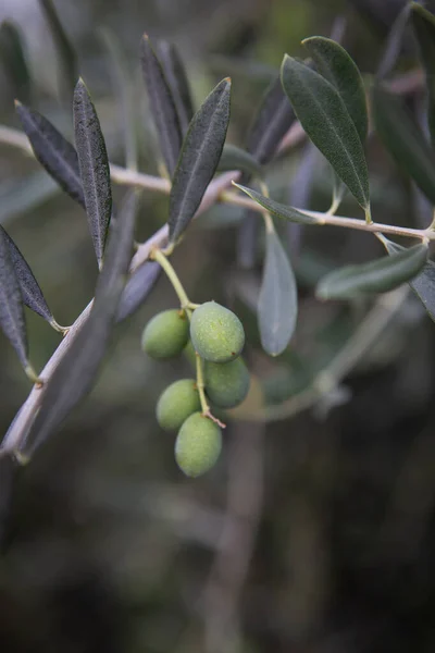 Uliveto Frutta Olive Verdi Cespuglio Primo Piano — Foto Stock