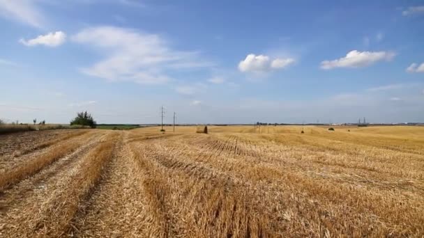 Žlutá Sklizená Zemědělská Půda Slámovými Balíky Slunečného Letního Dne Proti — Stock video