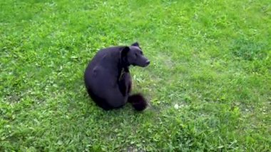 Şirin sokak köpeği çimenlerde oturur ve pireler, keneler ya da bitler yüzünden kaşınır. Kara sokak köpeği pireler tarafından istila edilmiş ve kan emici böcek parazitlerinden kurtulmaya çalışıyor.