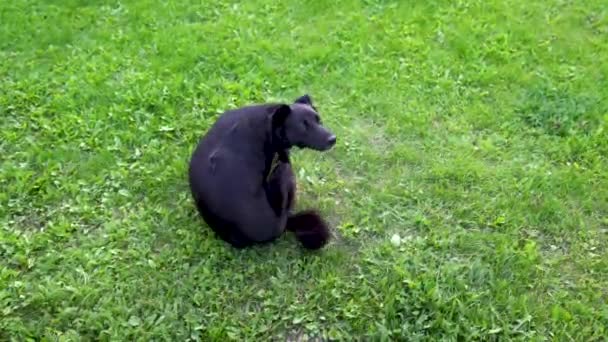 Симпатичная Уличная Собака Сидит Траве Чешется Блох Клещей Вшей Черная — стоковое видео