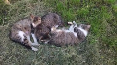 Güneşli bir günde üç vahşi kedi yerde uyur. Çimlerin üzerinde dinlenen sokak kedisinin videosunu kapat. Uyuyan birkaç hayvanla kuru samandan yapılmış kediler için çayır.